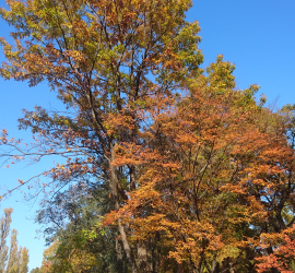 水元公園　秋